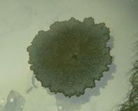 soil bacteria soil bacteria